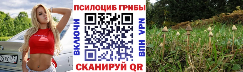 сколько стоит OMG рабочий сайт Галлюциногенные грибы Cubensis Суджа